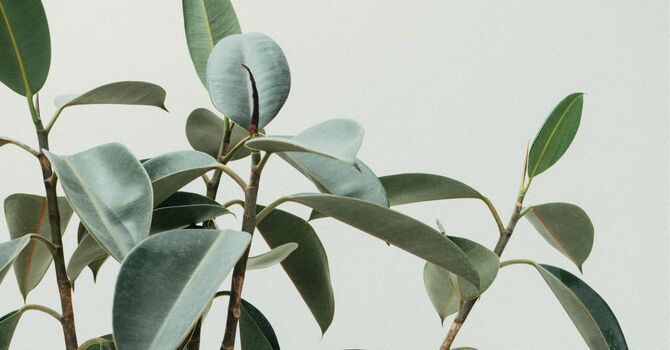 Understanding Acupuncture: Debunking Common Myths image